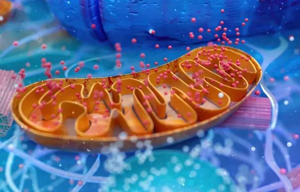 Ghrelin Receptor Activation as the Mechanism