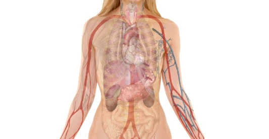 Peptides and hormone regulation in the body