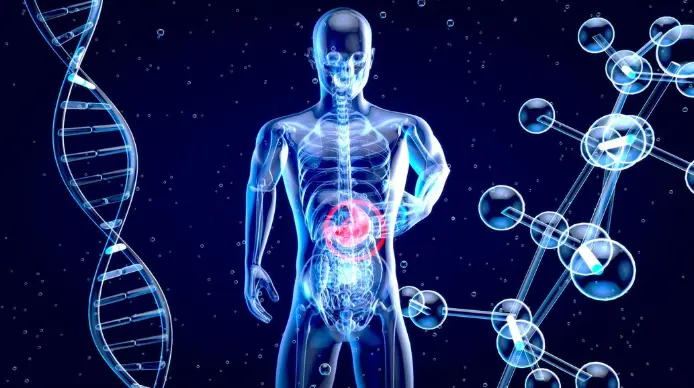 BPC-157 and the Gastrointestinal System Where the Research Began