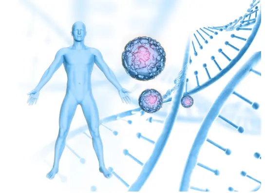 The Foundation What Are Incretin Hormones and Why Do They Matter