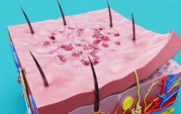 Snap-8 Skin Penetration How the Peptide Reaches Its Target